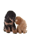 2 Poodles