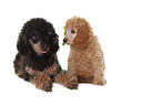 2 Poodles
