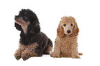2 Poodles