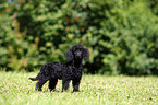 Miniature Poodle Puppy