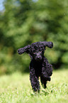 Miniature Poodle Puppy