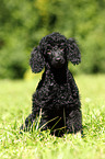 Miniature Poodle Puppy
