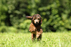 Miniature Poodle Puppy