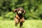 Miniature Poodle Puppy
