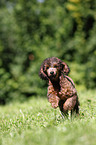Miniature Poodle Puppy