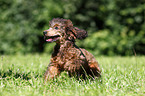Miniature Poodle Puppy