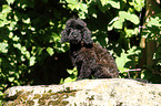 Miniature Poodle Puppy