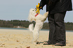 human and Miniature Poodle