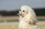 Miniature Poodle Portrait