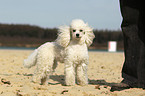 Miniature Poodle
