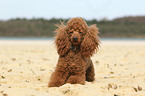 lying Miniature Poodle