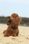 lying Miniature Poodle