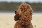 Miniature Poodle Portrait