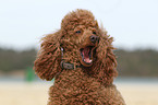 Miniature Poodle Portrait