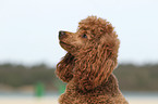 Miniature Poodle Portrait