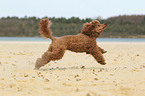 running Miniature Poodle