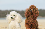 2 Poodle