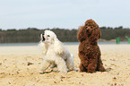 2 Miniature Poodles