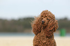 Poodle Portrait