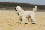 barking Miniature Poodle