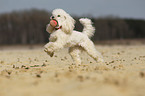 playing Miniature Poodle