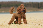 Miniature Poodle
