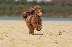 playing Miniature Poodle