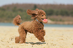playing Miniature Poodle