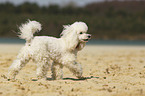walking Miniature Poodle