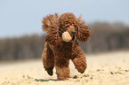 playing Miniature Poodle