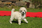Miniature Poodle Puppy