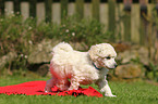 Miniature Poodle Puppy