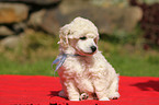Miniature Poodle Puppy