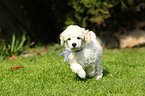 Miniature Poodle Puppy