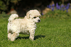 Miniature Poodle Puppy