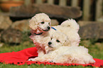 Miniature Poodle Puppies