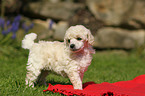 Miniature Poodle Puppy