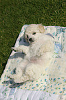 Miniature Poodle Puppy