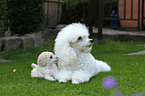 Miniature Poodle