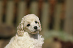 Miniature Poodle Puppy