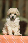 Miniature Poodle Puppy