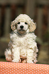 Miniature Poodle Puppy