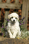 Miniature Poodle Puppy