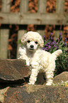 Miniature Poodle Puppy