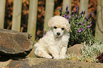 Miniature Poodle Puppy