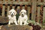 Miniature Poodle Puppies