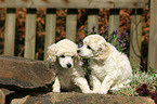 Miniature Poodle Puppies