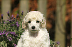 Miniature Poodle Puppy