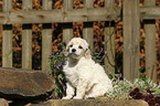 Miniature Poodle Puppy