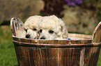Miniature Poodle Puppies